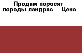 Продам поросят. породы ландрас. › Цена ­ 3 500 - Иркутская обл., Ангарский р-н, Зуй д. Животные и растения » Другие животные   . Иркутская обл.